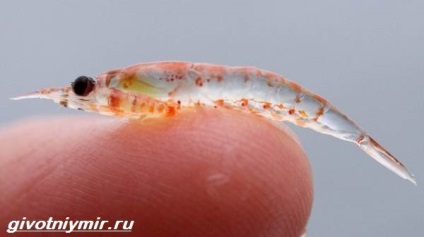 Krill copepod (crustaceu) krill crustaceu