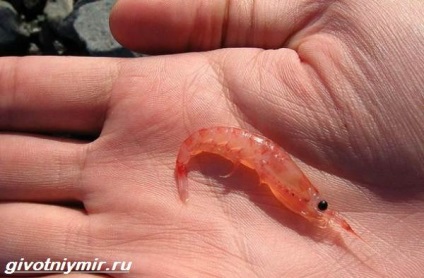 Krill crustaceu (Golful St. Lawrence) krill crustaceu