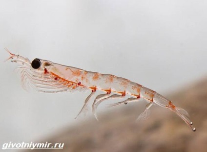 Krill copepod (crustaceu) krill crustaceu