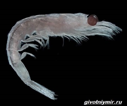 Krill copepod (crustaceu) krill crustaceu