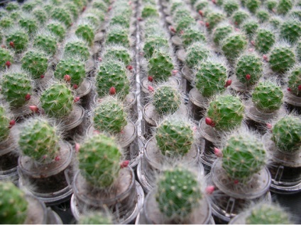 Cumpara Breloc cu planta (cresc în principal Keychain) Cumpara keychain cu plante