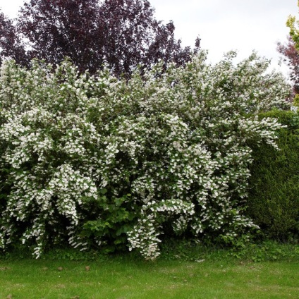 fotografii arbuștilor Deutzia de flori, de îngrijire și soiuri de dur și hibride, roz și alb (de îngrijire) fotografii arbuștilor Deutzia de flori, de îngrijire și soiuri de dur și hibride, roz și alb