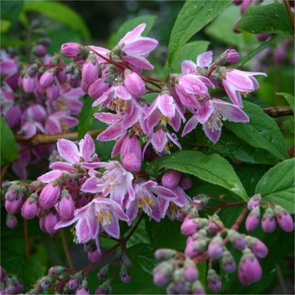 fotografii arbuștilor Deutzia de flori, de îngrijire și soiuri de dur și hibride, roz și alb (foto) fotografii arbuștilor Deutzia de flori, de îngrijire și soiuri de dur și hibride, roz și alb