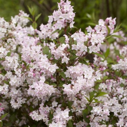 fotografii arbuștilor Deutzia de flori, de îngrijire și soiuri de dur și hibride, roz și alb (foto) fotografii arbuștilor Deutzia de flori, de îngrijire și soiuri de dur și hibride, roz și alb