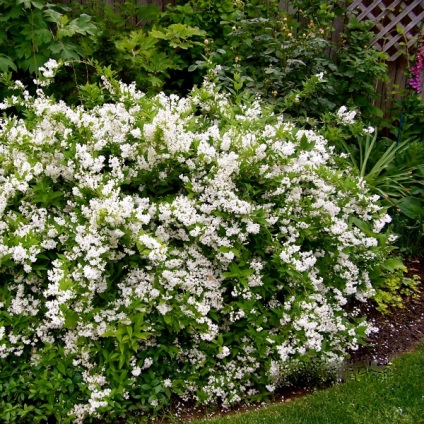 fotografii arbuștilor Deutzia de flori, de îngrijire și soiuri de dur și hibride, roz și alb (Deutzia) fotografii arbuștilor Deutzia de flori, de îngrijire și soiuri de dur și hibride, roz și alb
