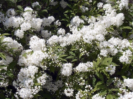 Arbuștilor Deutzia - plantare și îngrijire, fotografie dur Deutz - descriere si transplant (Deutzia) Arbuștilor Deutzia - plantare și îngrijire, fotografie dur Deutz - descriere si transplantul
