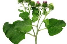 Tratamentul alun prostatita (tratament) Tratamentul alun prostatitei