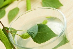 Tratamentul populare metode prostatita alun (tratament alun pentru tratarea prostatita) Tratamentul Hazel de moduri populare prostatita