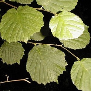 Leshchina prostatita (prostata) Hazel de la prostatita