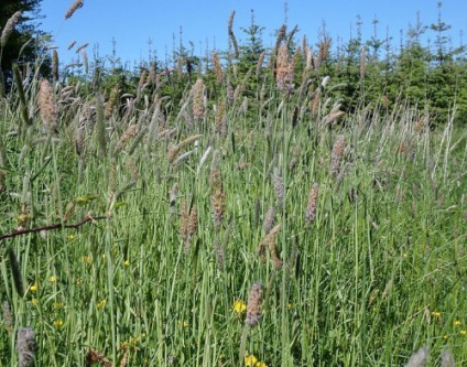 Meadow fotografii, coada vulpii descriere, îngrijire (faneata) Luncă fotografii coada vulpii, descriere, îngrijire