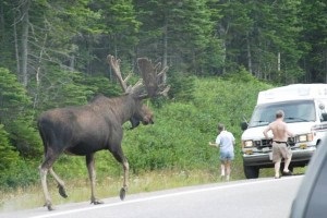 Moose poate fi periculos (poate) Moose poate fi periculos