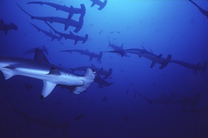 Hammerheads (Hammerhead) Hammerhead rechin