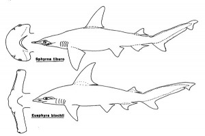 Hammerheads (hammerheads corp) Hammerhead rechin
