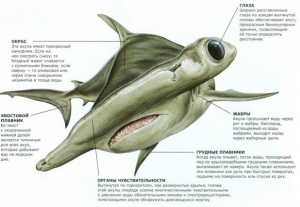 Hammerheads (rechin) Hammerhead rechin