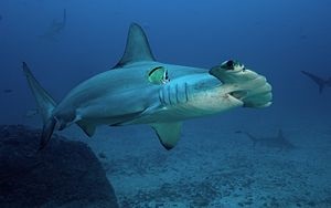 Hammerheads (hammerheads corp) Hammerhead rechin