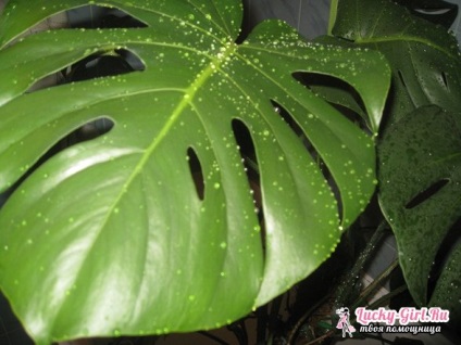 de îngrijire la domiciliu Monstera (Monstera) de îngrijire la domiciliu Monstera