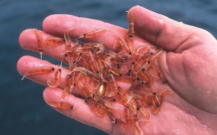 krillul ce este (krill) Marine krill ce este