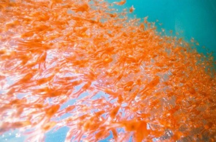 krillul ce este (krill) Marine krill ce este
