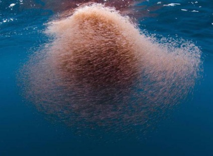 Marine krill ce este (ceea ce este krill krillul krill din Antarctica) Marine krill ce este