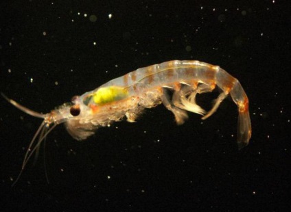 Marine krill ce este (ceea ce este krill krillul krill din Antarctica) Marine krill ce este