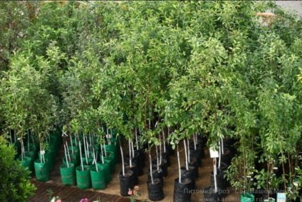 Este posibil să se planteze copaci în timpul verii (puteți) Este posibil să planteze copaci în vara