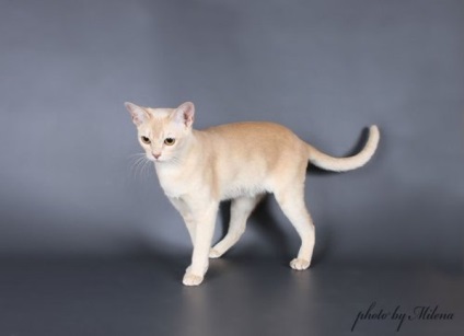 Culori pisici birmaneze - burmakoff - pisici birmaneze din Moscova (birmaneză Cat) Culori pisici birmaneze - burmakoff - pisici birmaneze din Moscova