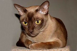 Culori pisici birmaneze, rase de pisici (birmaneze) Culori pisici birmaneze rasa