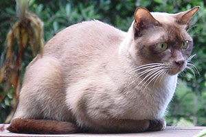 Culori pisici birmaneze, rase de pisici (culori) Culori pisici birmaneze rasa