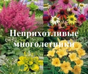 La aterizare în teren deschis, creând o grădină frumoasă (deschisă) La aterizare în teren deschis, creând o grădină frumoasă