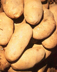 Substanțe organice (substanță) substanțe organice