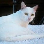 De ce pisicile nu se ingrasa, un blog despre pisici (greutate) De ce pisicile nu se ingrasa, un blog despre pisici