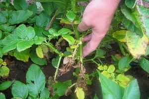 De ce plante magice de cartofi îngălbenirea frunzele inferioare (jos) De ce rândul său, frunze galbene mai mici de plante de cartofi magice