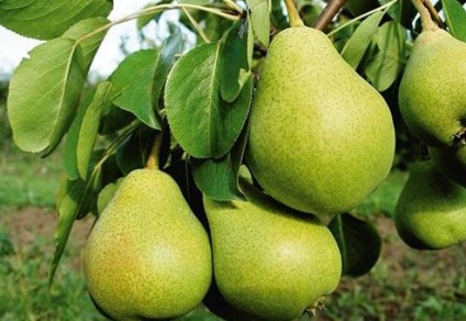 Perele fertilizare în primăvară - în special, rețete, recomandări (pere) Perele de fertilizare în primăvară - în special, rețete, sfaturi