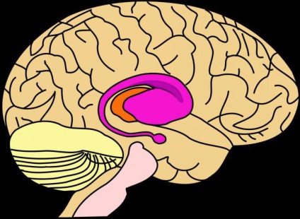 Striatum și funcțiile sale (corp) Striatum și funcțiile sale