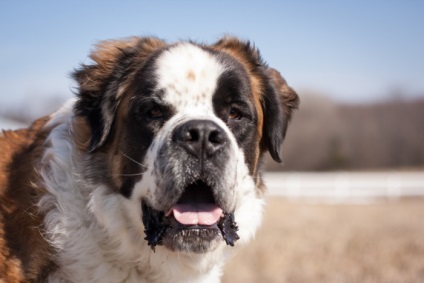 St Bernard câine rasa frumoase fotografii arata ca pui si adulti (poze) St Bernard câine rasa frumoase fotografii arata ca pui si adulti