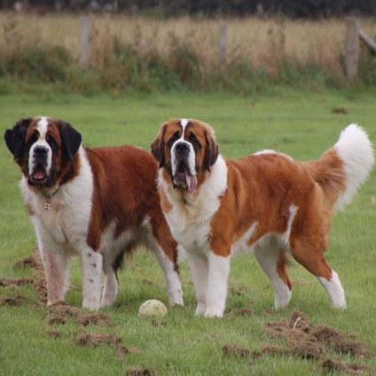 St Bernard câine rasa frumoase fotografii arata ca pui si adulti (poze) St Bernard câine rasa frumoase fotografii arata ca pui si adulti