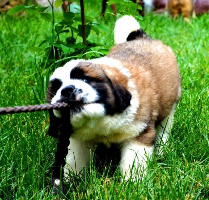 St Bernard câine rasa frumoase fotografii arata ca pui si adulti (poze) St Bernard câine rasa frumoase fotografii arata ca pui si adulti