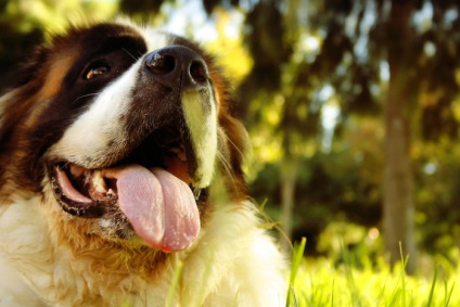 St Bernard câine rasa frumoase fotografii arata ca pui si adulti (St. Bernard) St Bernard câine rasa frumoase fotografii arata ca pui si adulti