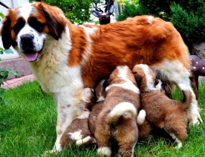 St Bernard câine rasa frumoase fotografii arata ca pui si adulti (câini) St Bernard câine rasa frumoase fotografii arata ca pui si adulti