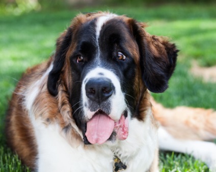 St Bernard câine rasa frumoase fotografii arata ca pui si adulti (poze) St Bernard câine rasa frumoase fotografii arata ca pui si adulti