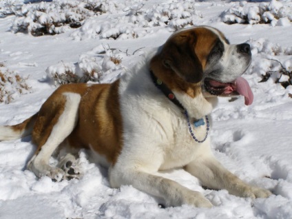 St Bernard câine rasa frumoase fotografii arata ca pui si adulti (St. Bernard) St Bernard câine rasa frumoase fotografii arata ca pui si adulti