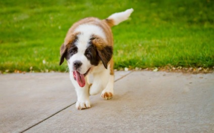 St Bernard câine rasa frumoase fotografii arata ca pui si adulti (St. Bernard) St Bernard câine rasa frumoase fotografii arata ca pui si adulti