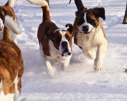 St Bernard câine rasa frumoase fotografii arata ca pui si adulti (St. Bernard) St Bernard câine rasa frumoase fotografii arata ca pui si adulti