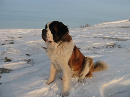St Bernard câine rasa frumoase fotografii arata ca pui si adulti (poze) St Bernard câine rasa frumoase fotografii arata ca pui si adulti
