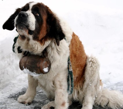 St Bernard câine rasa frumoase fotografii arata ca pui si adulti (poze) St Bernard câine rasa frumoase fotografii arata ca pui si adulti