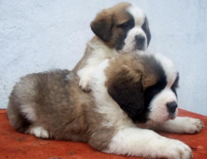 St Bernard câine rasa frumoase fotografii arata ca pui si adulti (St. Bernard) St Bernard câine rasa frumoase fotografii arata ca pui si adulti