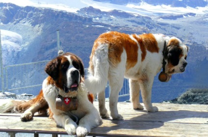 St Bernard câine rasa frumoase fotografii arata ca pui si adulti (poze) St Bernard câine rasa frumoase fotografii arata ca pui si adulti