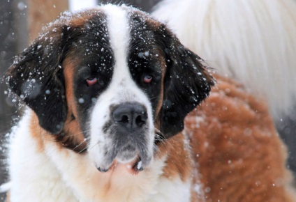 St Bernard câine rasa frumoase fotografii arata ca pui si adulti (St. Bernard) St Bernard câine rasa frumoase fotografii arata ca pui si adulti