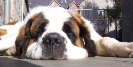 St Bernard câine rasa frumoase fotografii arata ca pui si adulti (St. Bernard) St Bernard câine rasa frumoase fotografii arata ca pui si adulti