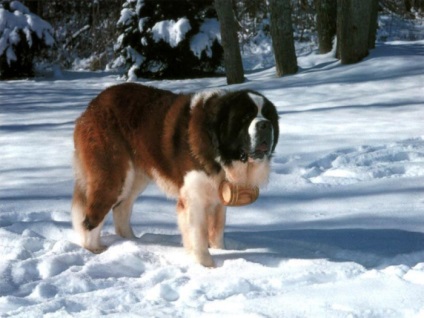 St Bernard câine rasa frumoase fotografii arata ca pui si adulti (câini) St Bernard câine rasa frumoase fotografii arata ca pui si adulti